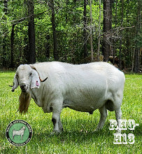 RHG H13