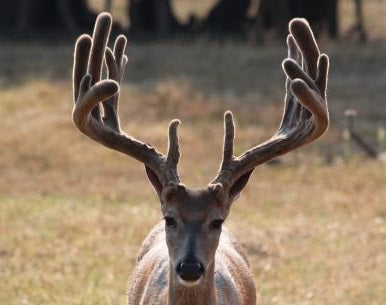 Crown Maker