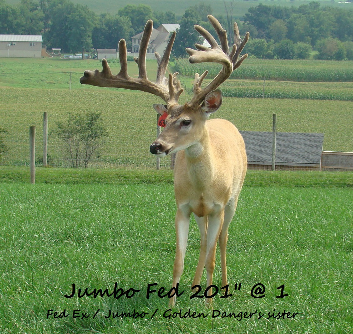Jumbo Fed