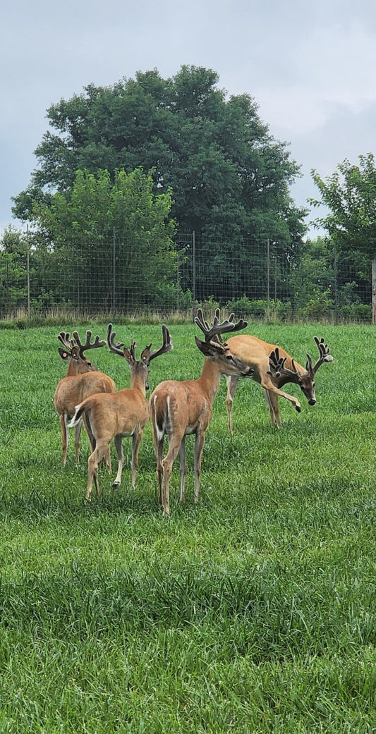 Sovereign Mack (male sexed)