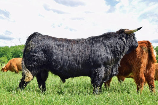 Skye High Cornerstone