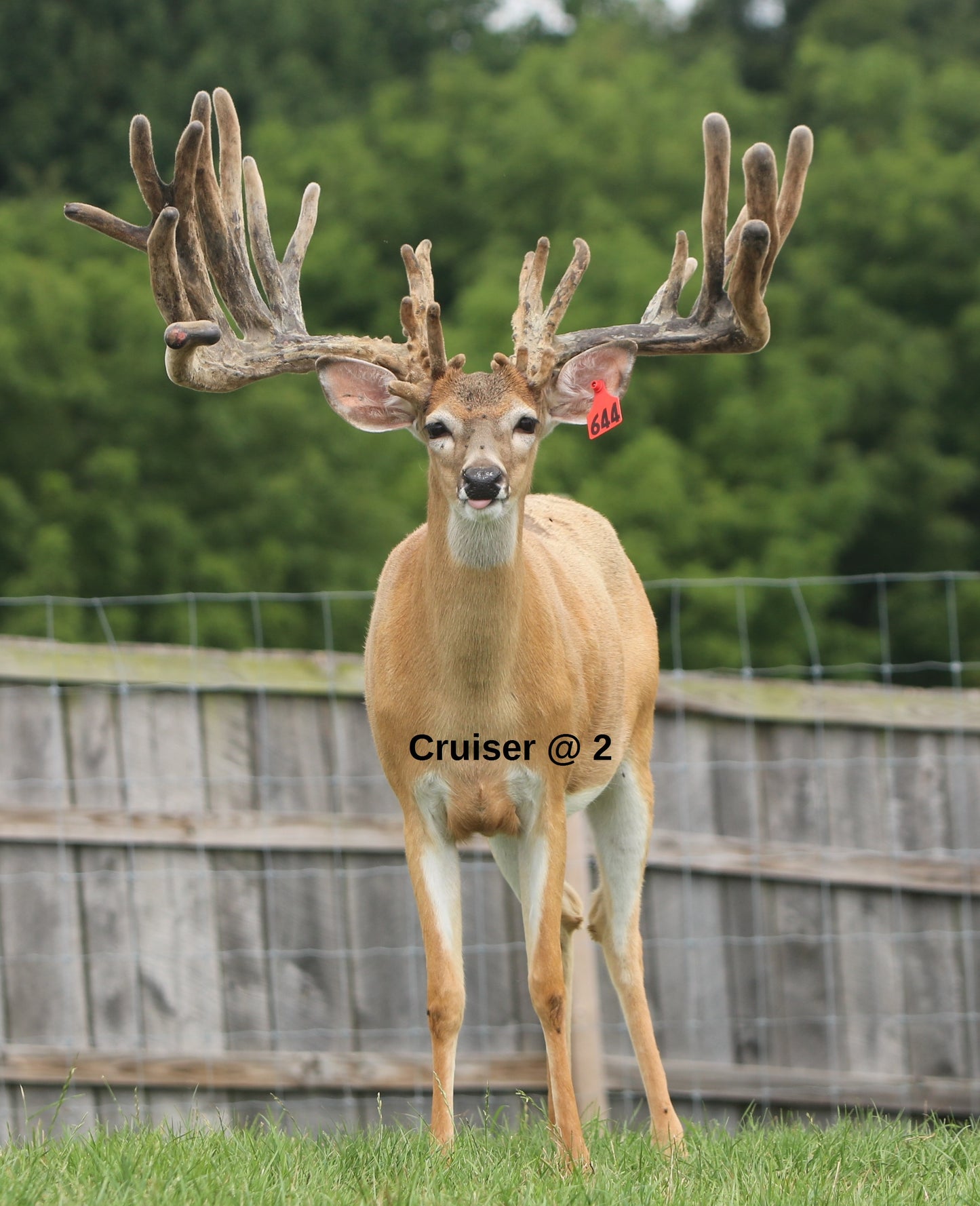 Cruiser