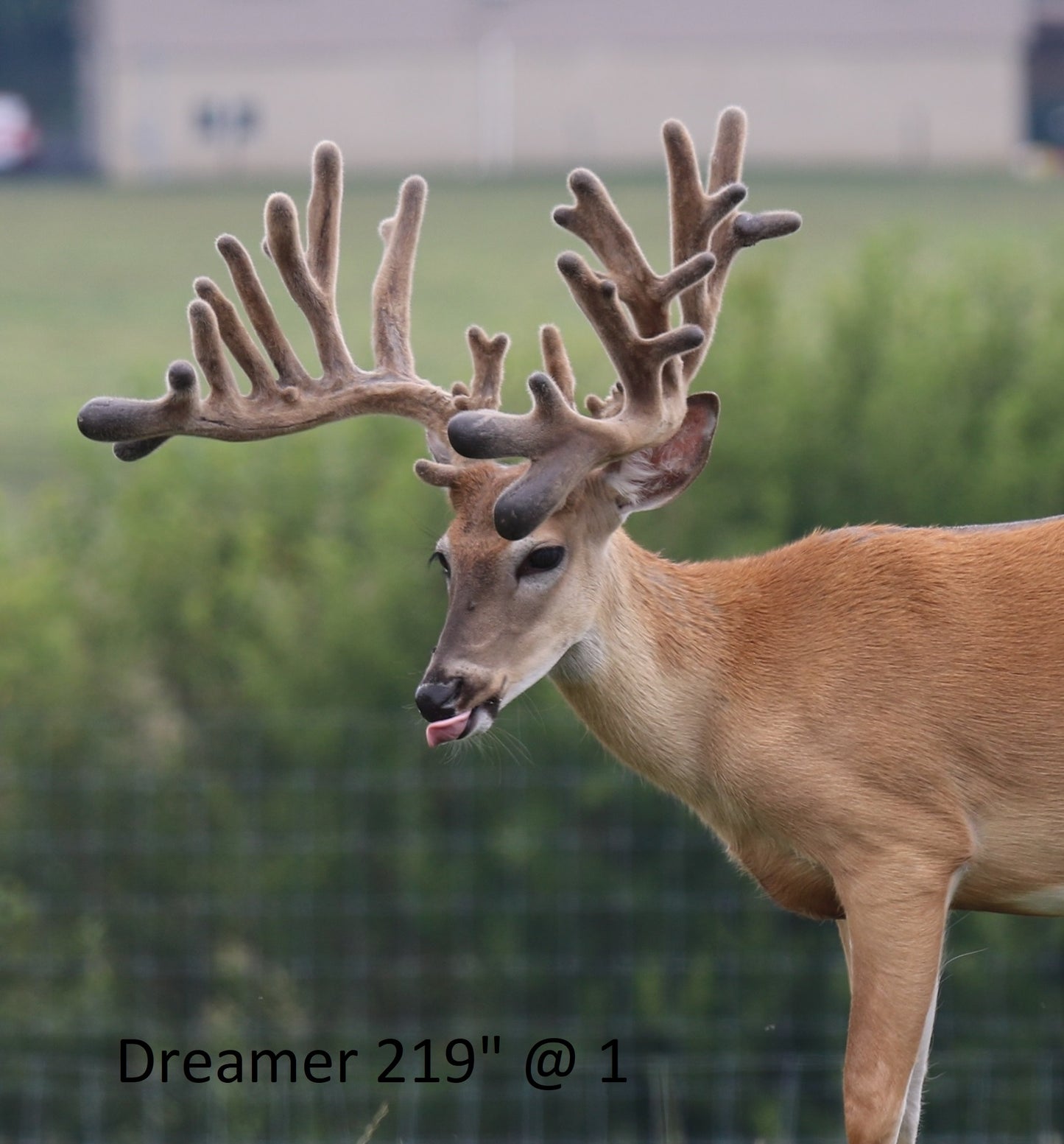 Dreamer