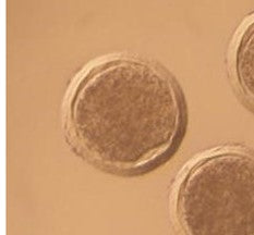 Embryo- Back in Black/MVP Major League/John Shadow/Big Rig