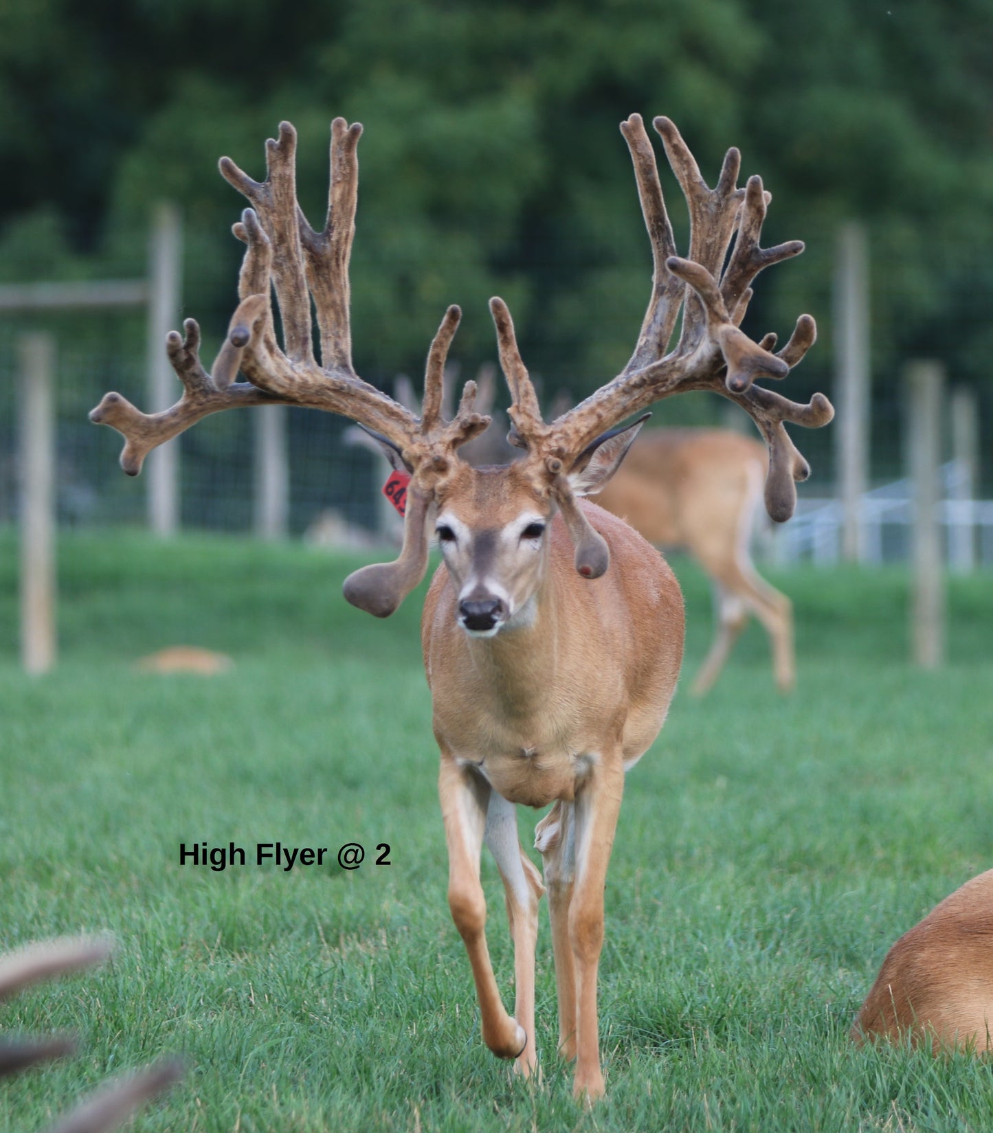 High Flyer