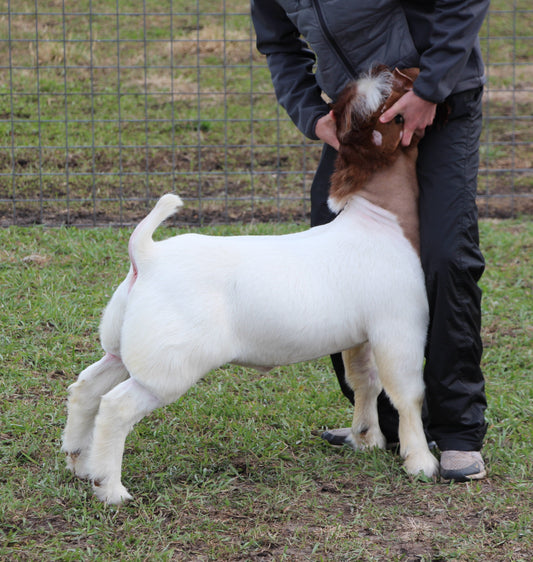 RFFWL Mullet Mandate