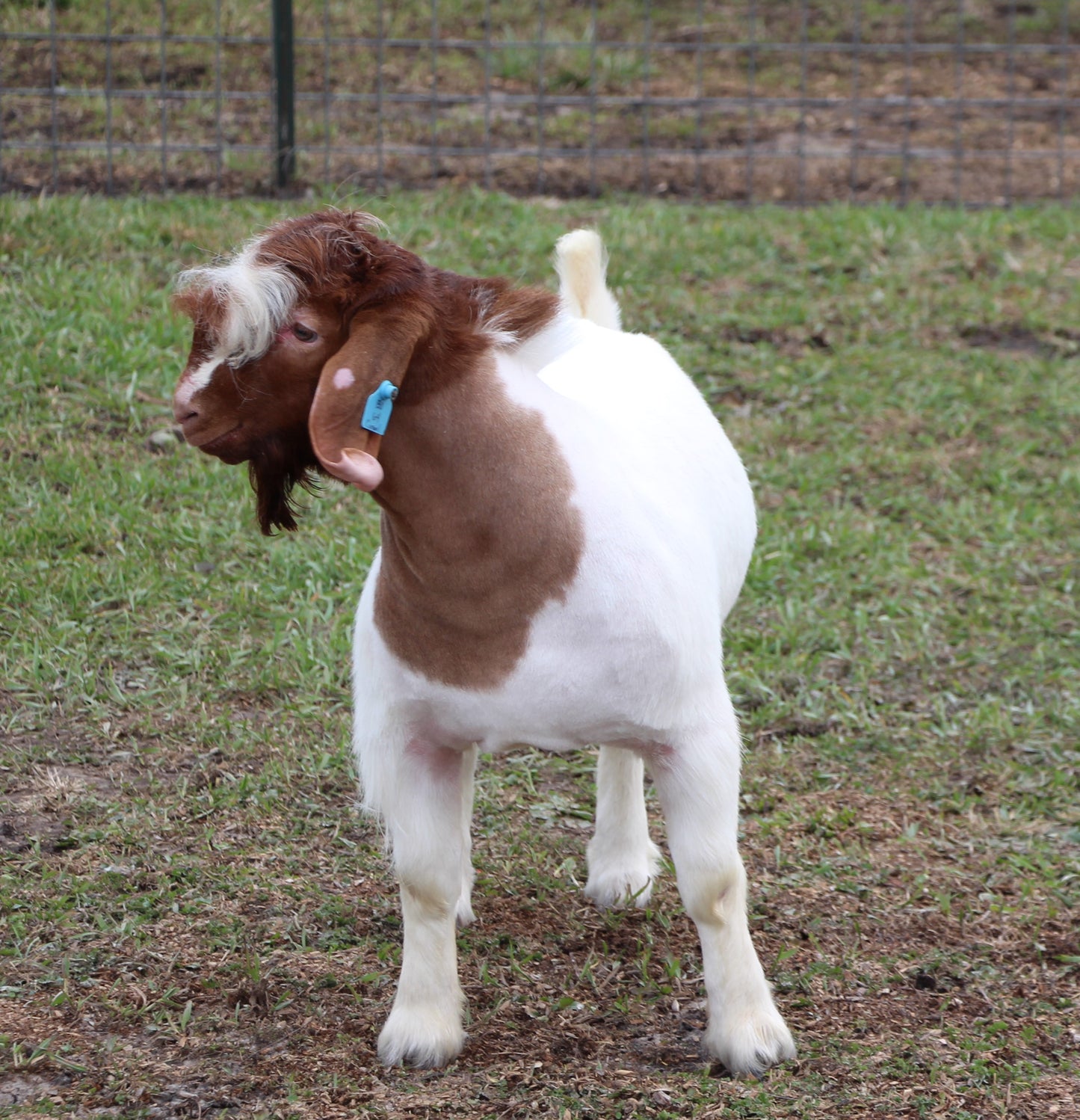 RFFWL Mullet Mandate