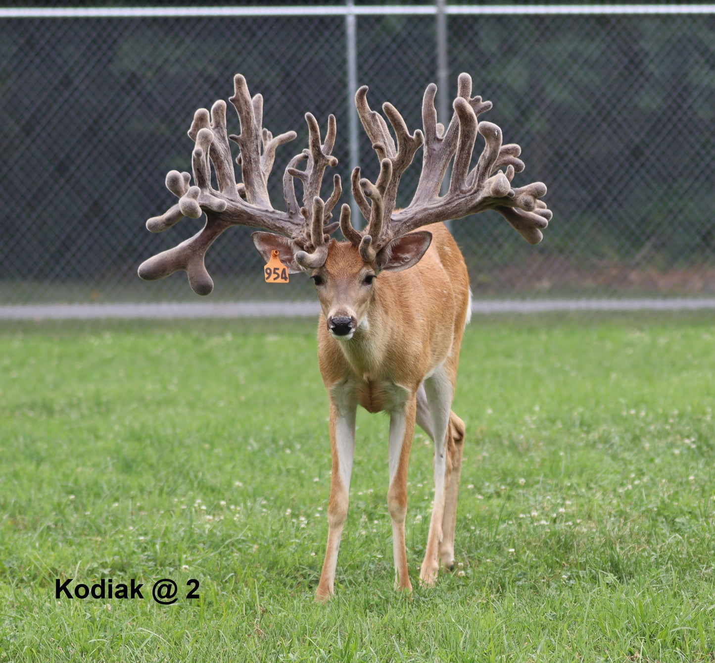 Kodiak