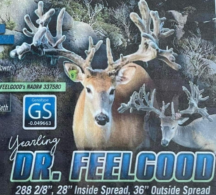 Dr. Feelgood