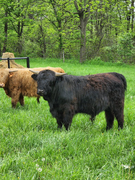Holy Cross Night Hawk