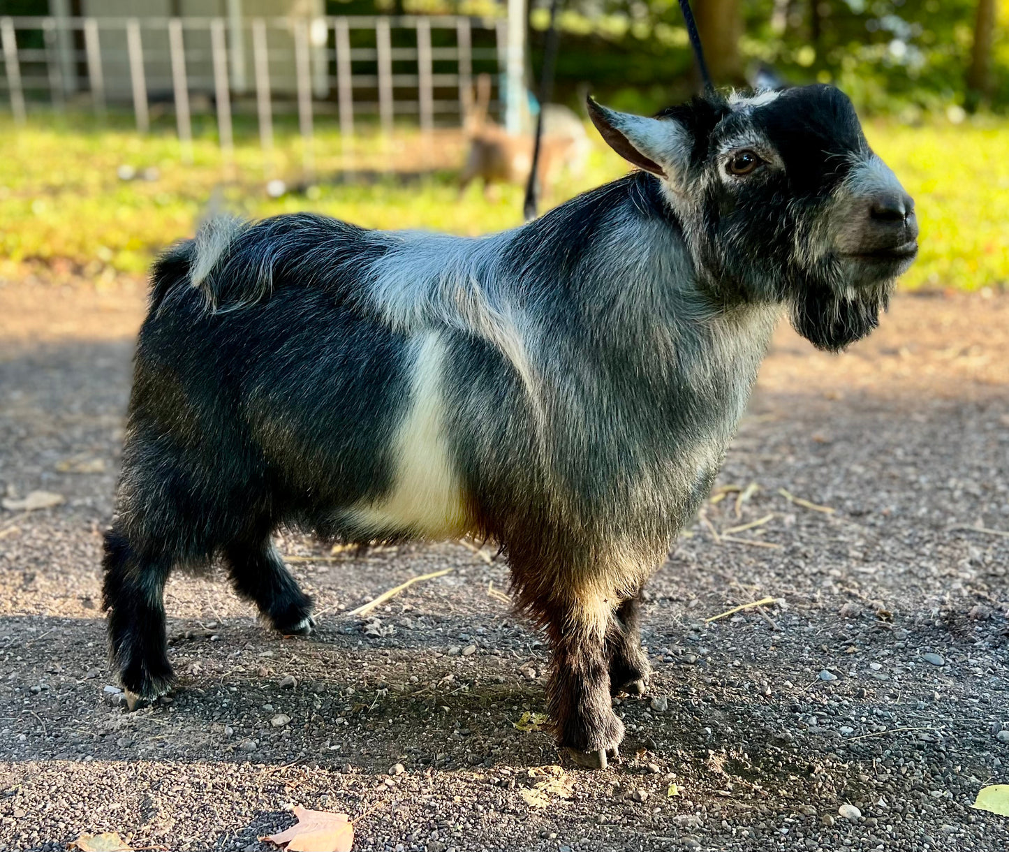 LIVIN' THE DREAM FARM ZORRO